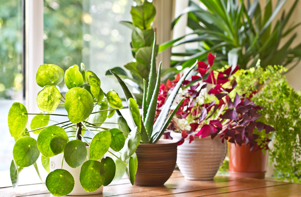 Cómo eliminar las plagas de mis plantas