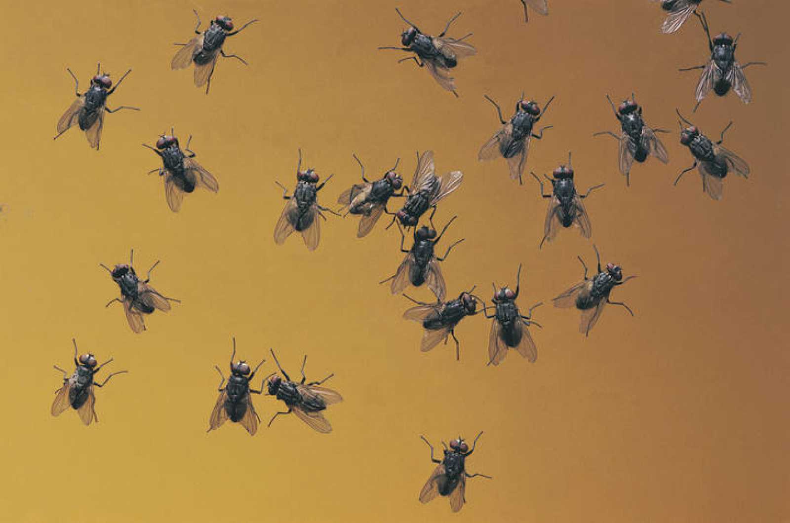 Insectos de verano, plagas que puede controlar